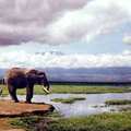 Elephant II