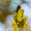 Insectes 039