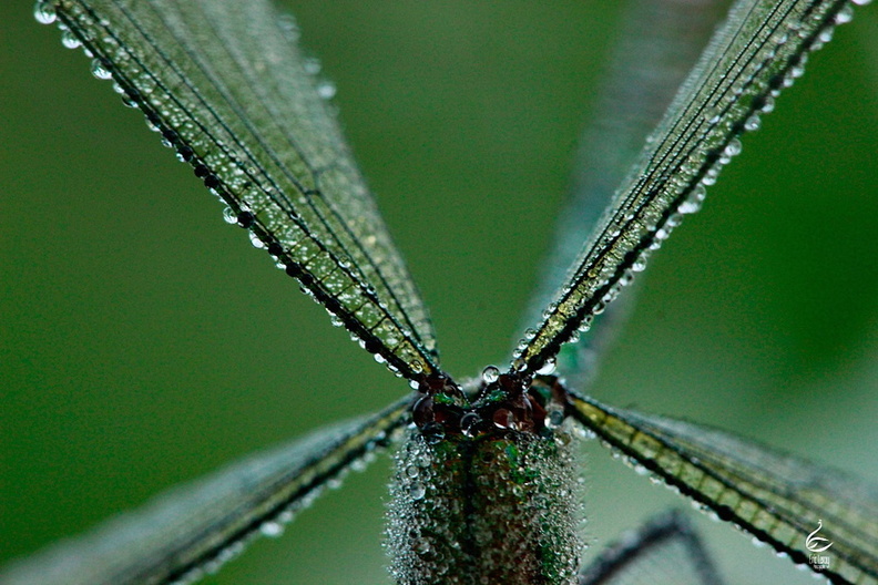 Insectes_031.jpg