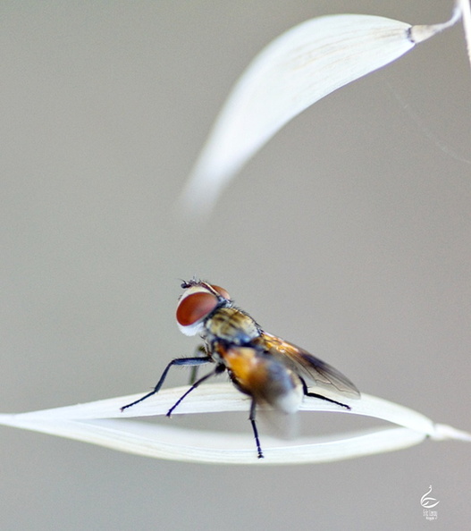 Insectes_007.jpg