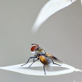 Insectes_007.jpg