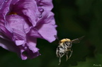 Bourdons - abeilles